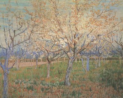 Vincent Van Gogh Orchard with Blossoming Apricot Trees (nn04)_ Spain oil painting art